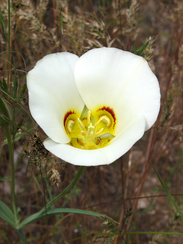 Sego lilly...