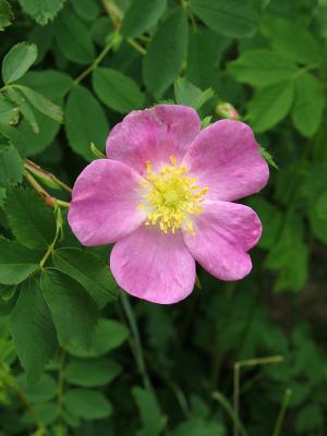 Wild rose...