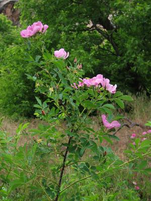 Wild rose...