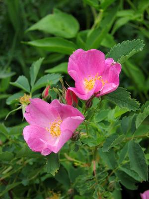 Wild rose...
