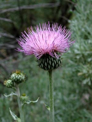 Thistle...