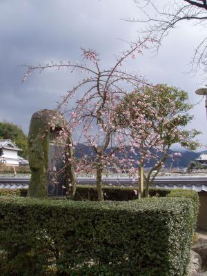 The first plum blossoms of the season at Asukadera