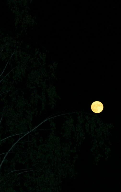 Moon Out On A Limb