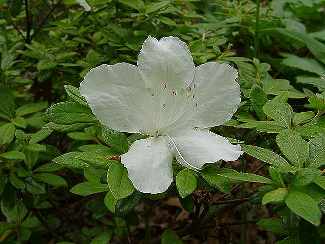 Pleasant White