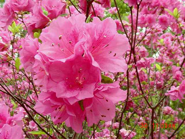 Pink Ruffles