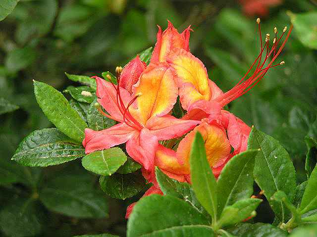 Gregory Bald seedling