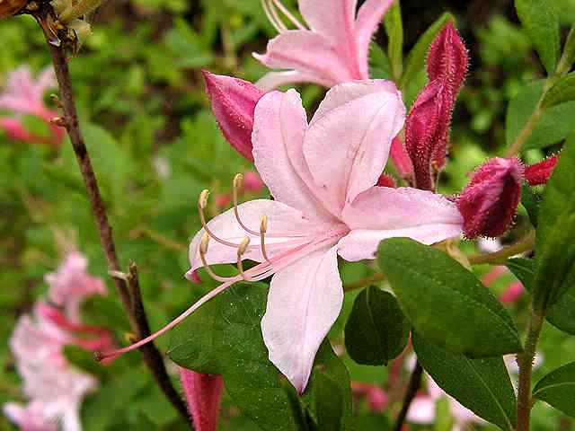 Choptank seedling