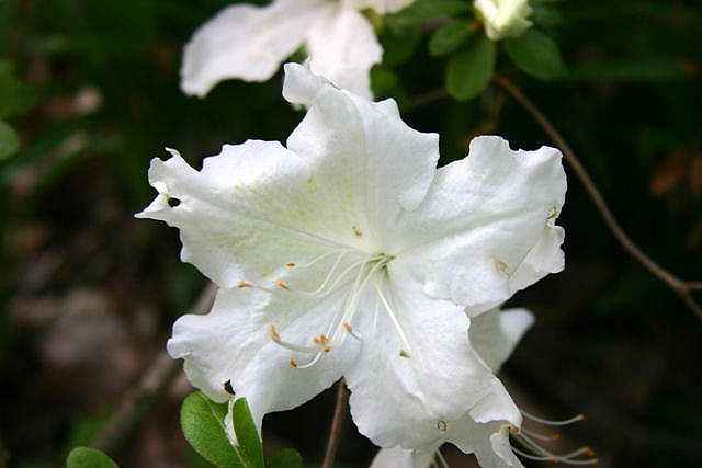 White Jade