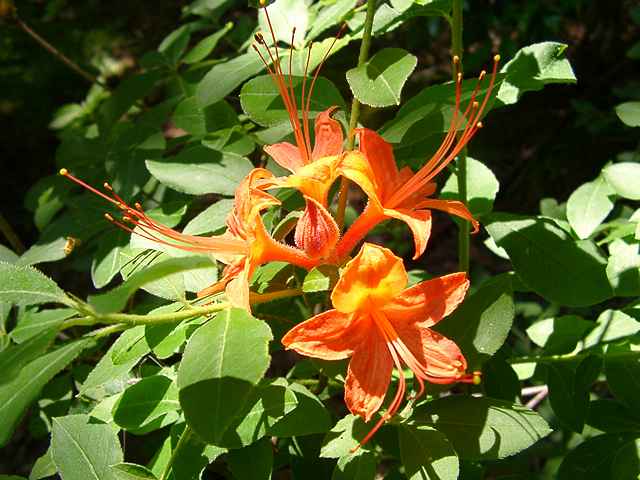 Gregory Bald seedling