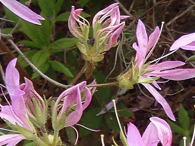 Koromo-shikibu