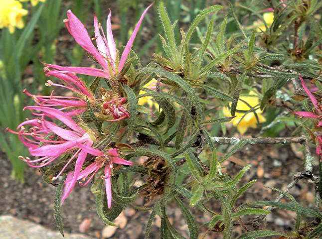 Linearifolium