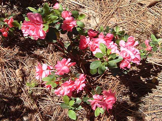 Pink Camellia