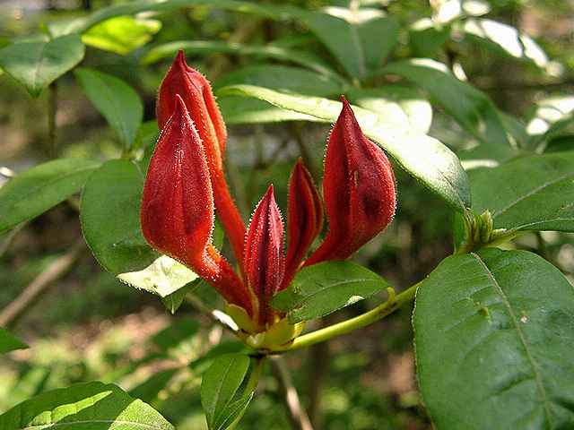 <i>prunifolium</i>