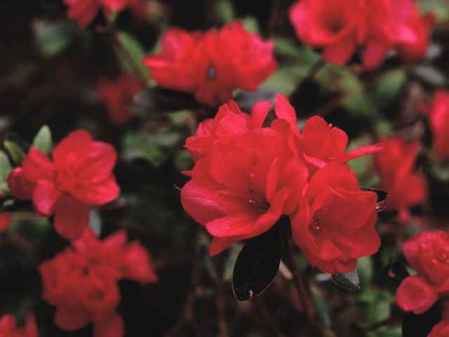Hersheys Red