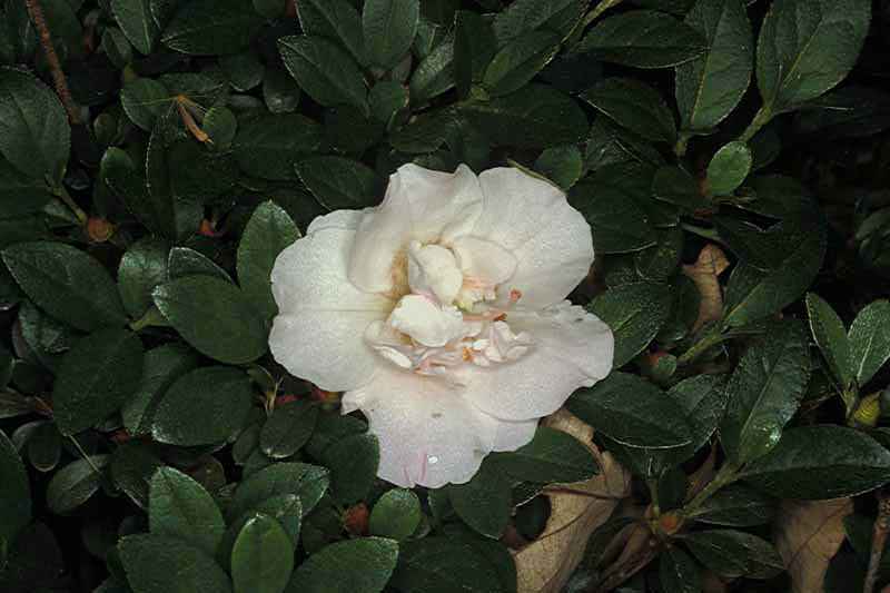 Maxine West