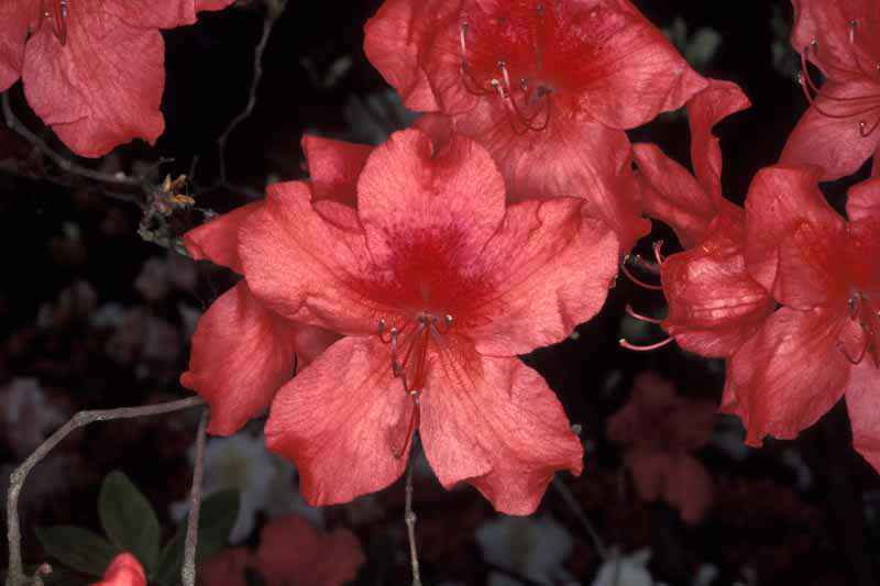 Turks Cap