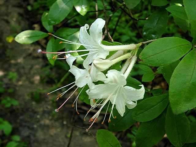 <i>viscosum</i>