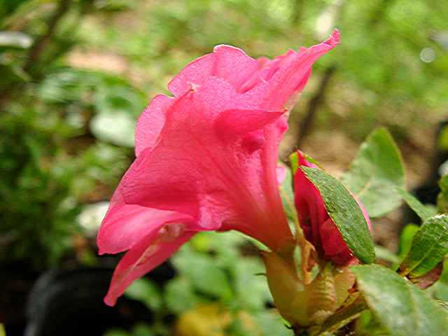 Virginia Vines