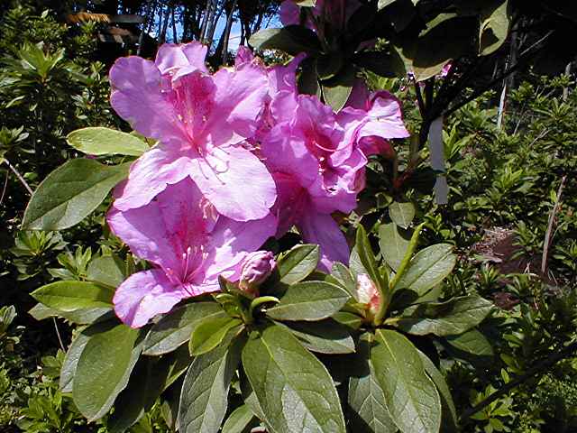 Queen in Pink