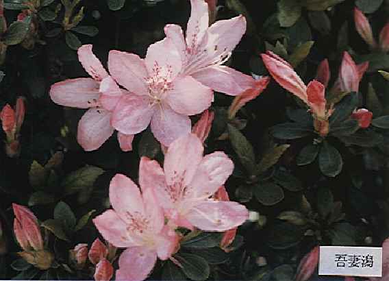 Azumagata