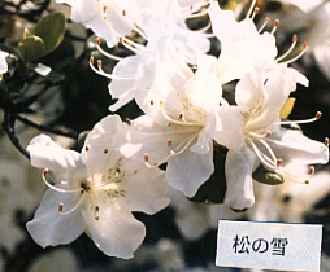 'Matsunoyuki'
