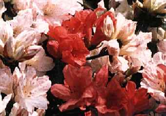 'Nishikigasane'