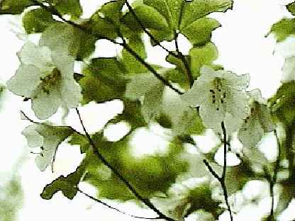 <i>quinquefolium</i>