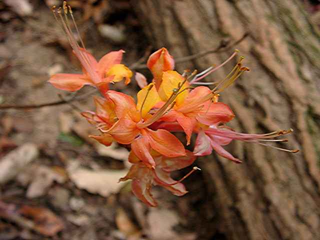 unknown fall-bloomer