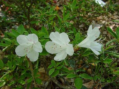 'Nuccio's Mount Baldy'