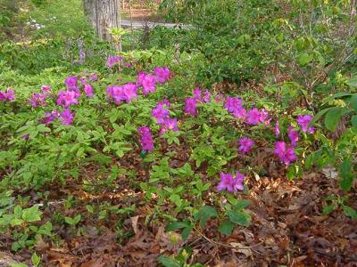 Holly Springs Neptune