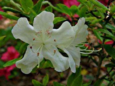 'Nuccio's Mount Baldy'