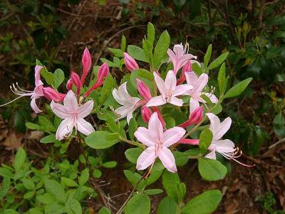 Choptank seedling