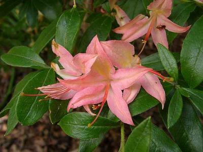 'Pink Star'