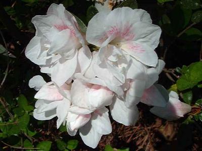 'Gardenia Supreme