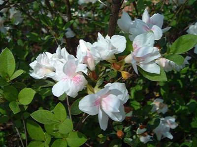 'Gardenia Supreme'