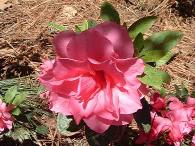 'Pink Camellia'