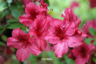 'Carmel'