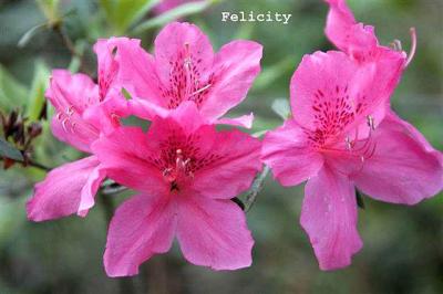 'Felicity'