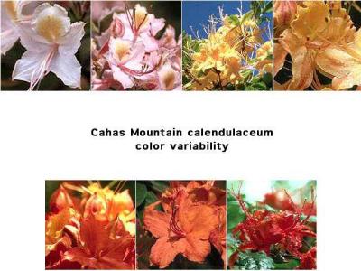 Cahas Mountain calendulaceum