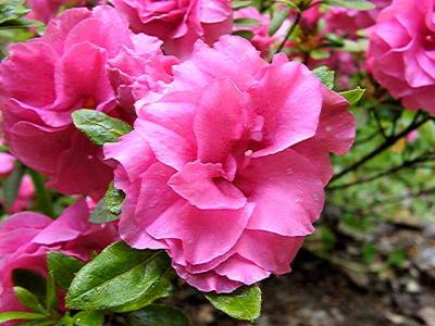 'NC State Rosea'