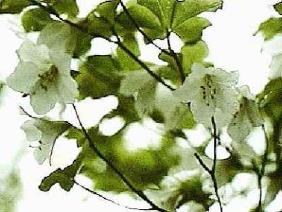 quinquefolium