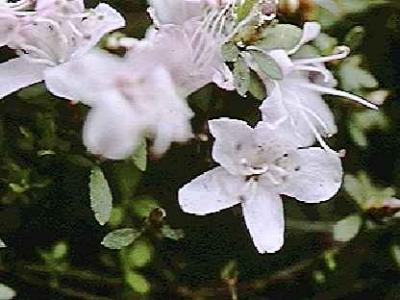 serpyllifolium var. albiflorum