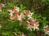 Choptank seedling