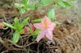 <i>japonicum</i>