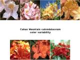 Cahas Mountain <i>calendulaceum</i>