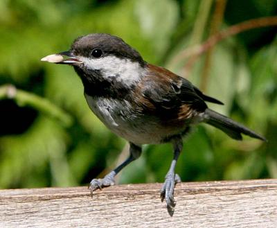 Birds Chestnut -Backed Chicadee