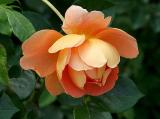 Orange rose  4497.jpg