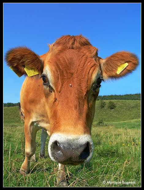 Moooh :)