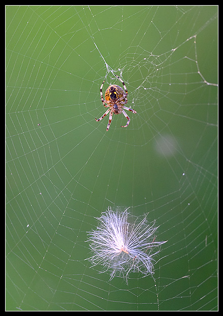 CRW_2579c.jpg
