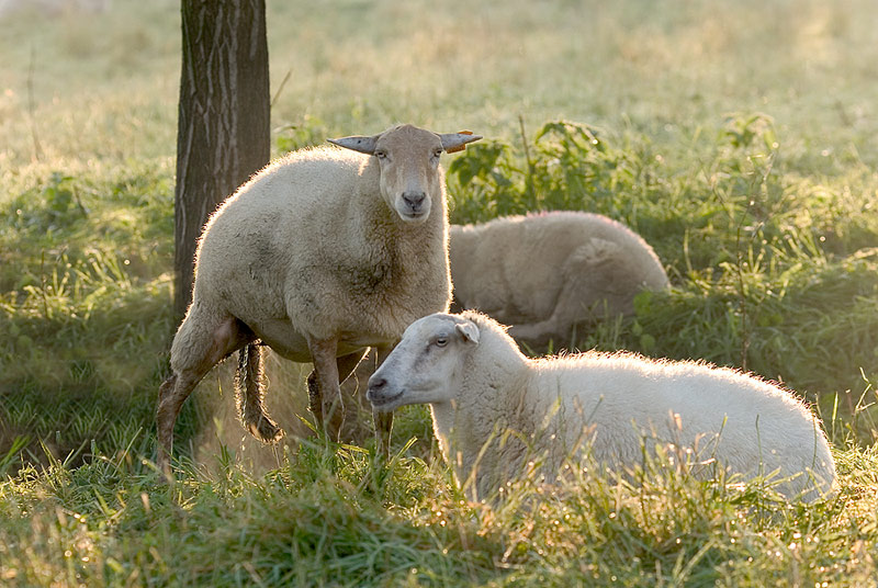 CRW_3675c.jpg